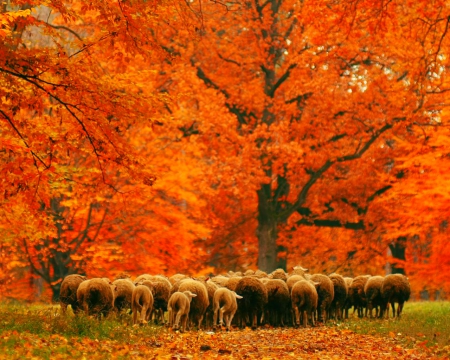 Lamb in autumn - trees, nature, lamb, autumn