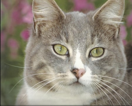 Cat - paws, cute, cat, close-up, gray