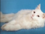 Fluffy white cat