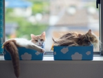 Two cats in a box