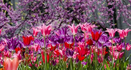 Colorful Tulips