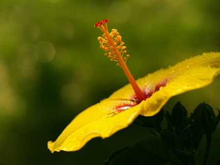 Yellow flower - flower, yellow, petals, nature