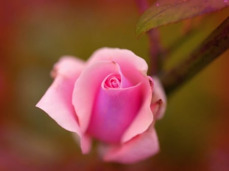 Pink rose - rose, flower, petals, pink