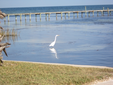 White Heron - heron fishing, white heron at dusk, heron posing, white heron