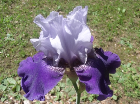 Shades of purple Bearded Iris - irises, flower, nature, garden