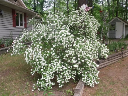 Bridal Wreath Bush - buush, flowers, garden, yard