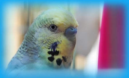 budgerigar, Budgie - Roy korthout, birds, picture, Bird, wallpaper