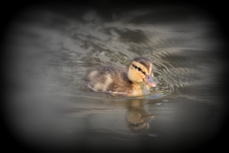 Baby Duck - roy korthout, picture, duck, ducks