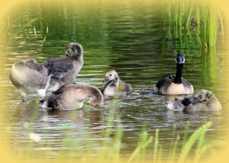 Canada goose - bird, roy korthout, bitds, Canada goose, wallpaper