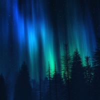 Northern lights over fir trees