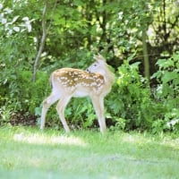 Spring Fawn