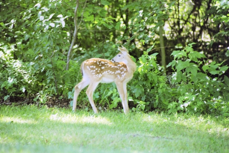 Spring Fawn - nature, animals, deer, baby animals