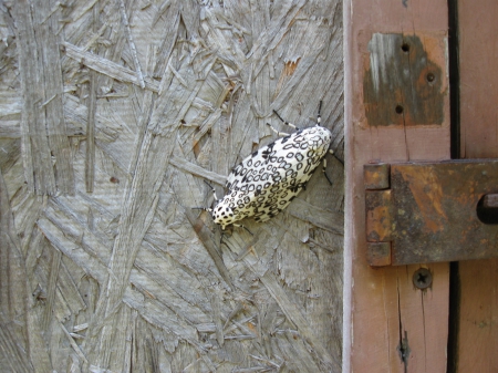 Giant Leopord Moths-mating - insects, bugs, nature, butterflys