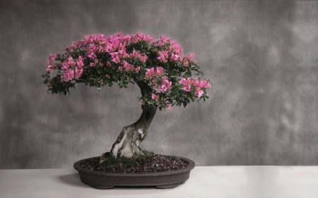 Amazing - flowers, tree, small, pink