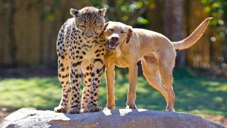 Labrador and Cheetah - cat, sun, animals, daylight, day, cheetah, labrador, dog, shadow