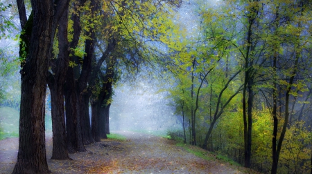 magical forest - path, mist, forest, rows, leaves