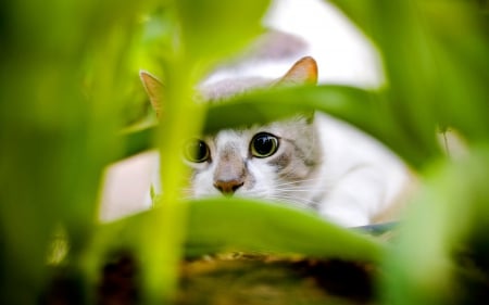 I See You - animals, cat, leaves, eyes, nose, ears, kitten, day, green