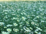 Daisies