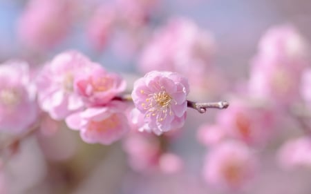 Pink Flower - sakura, flower, pink, macro