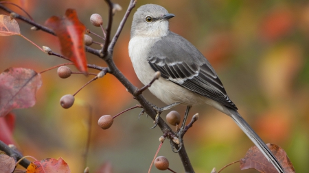 White and Gray Bird - white, animals, red, leaves, limb, berries, gray, birds