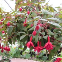 Flowers garden in greenhouse 29