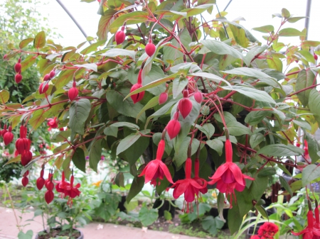 Flowers garden in greenhouse 29 - red, photography, fuchsia, green, flowers