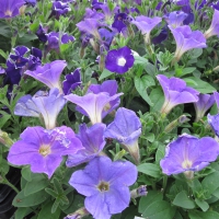 Flowers garden in greenhouse 31