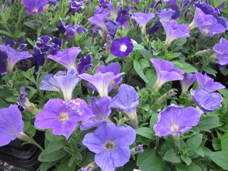 Flowers garden in greenhouse 31 - purple, photography, green, petunias, flowers, garden