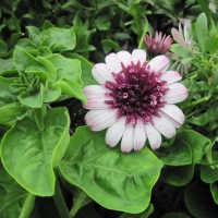 Flowers garden in greenhouse 32