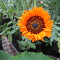 Flowers garden in greenhouse 34