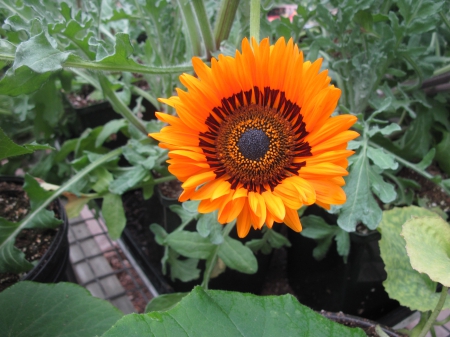 Flowers garden in greenhouse 34 - photography, orange, green, daisy, flowers