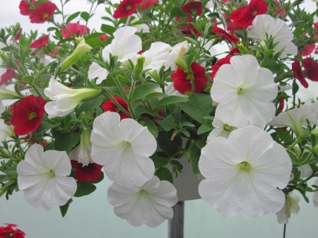 Flowers garden in greenhouse 35 - white, Flowers, red, green, photography, petunias