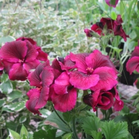 Flowers garden in greenhouse 37