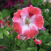 Flowers garden in greenhouse 39