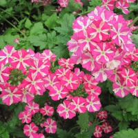 Flowers garden in greenhouse 41