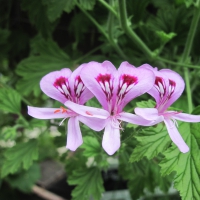 Flowers garden in greenhouse 42