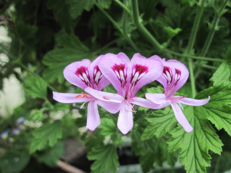 Flowers garden in greenhouse 42 - pink, photography, green, flowers, garden, pelargonium-attarofroses