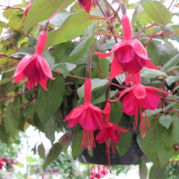 Flowers garden in greenhouse 43