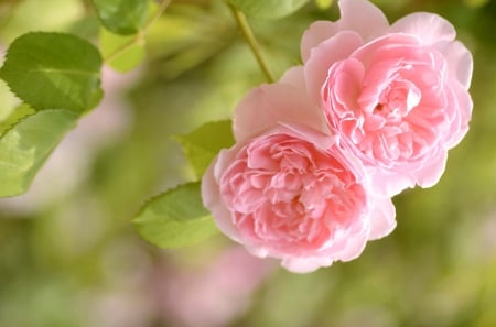 *** Pink roses *** - nature, flowers, roses, flower