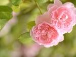 *** Pink roses ***