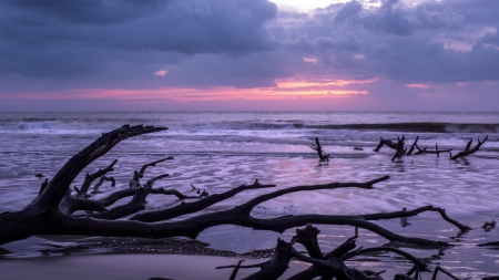 driftwood on a lovely purple beach - purple, driftwood, clouds, beach, sunset, sea, waves