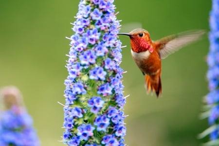 Hummingbird and Flowers