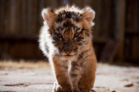 Tiger - pretty, cat face, sleepy, paws, kitten, cats, face, sleeping, hat, beautiful, beauty, lovely, sweet, cat, cute, animals, kitty