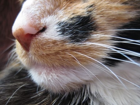 I have a nose for it! - nose, nature, animals, cat