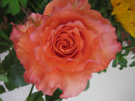 rose - nature, orange, rose, flower