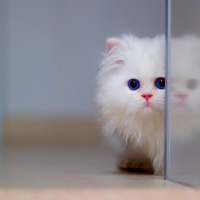 CUTE WHITE KITTY