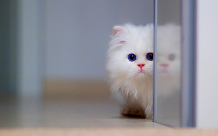 CUTE WHITE KITTY - white, fluffy, cat, cute, kitten