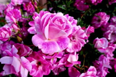 PINK ROSES - roses, petals, pink, beautiful, flowers