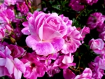 PINK ROSES