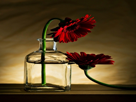 REFLECTION OF THE SAME - red daisy, photos, pretty, jars, beautiful flowers, daisy, lovely, still life, flowers, daisies, red, glass